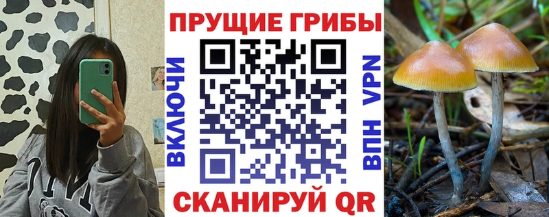 Галлюциногенные грибы Cubensis Сальск
